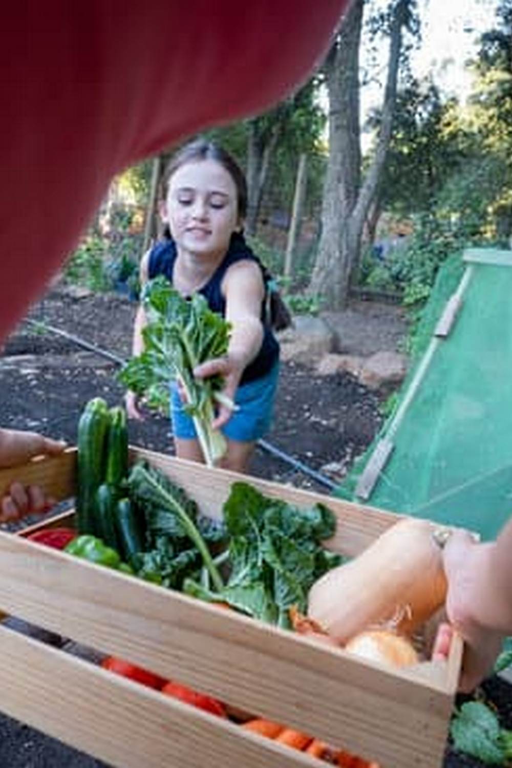 First Time Gardener Growing Vegetables - Step-by-step tips for successful gardening journey