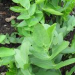 Fresh, organic vegetables on rooftop garden - sustainable and delicious