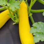 Can Reclaimed Water Be Use for Vegetable Gardens Using reclaimed water in vegetable gardens, potential benefits and precautions to consider