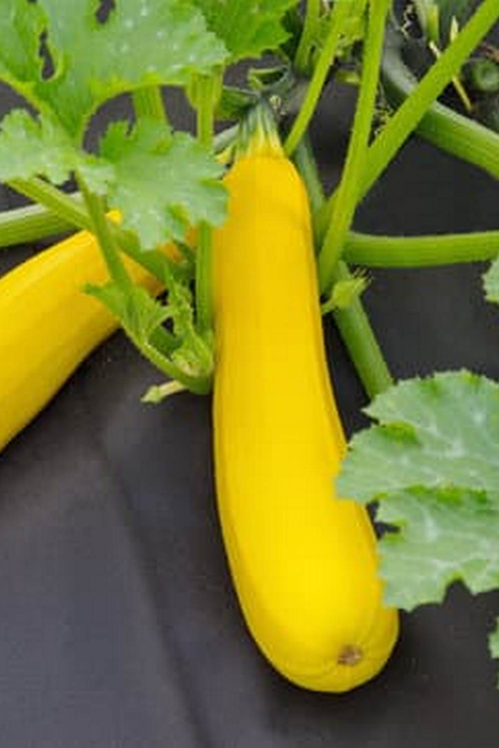 Can Reclaimed Water Be Use for Vegetable Gardens 1 Using reclaimed water in vegetable gardens, potential benefits and precautions to consider