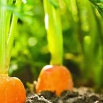 Explore creative vegetable gardening ideas for backyard spaces to enhance your homegrown produce