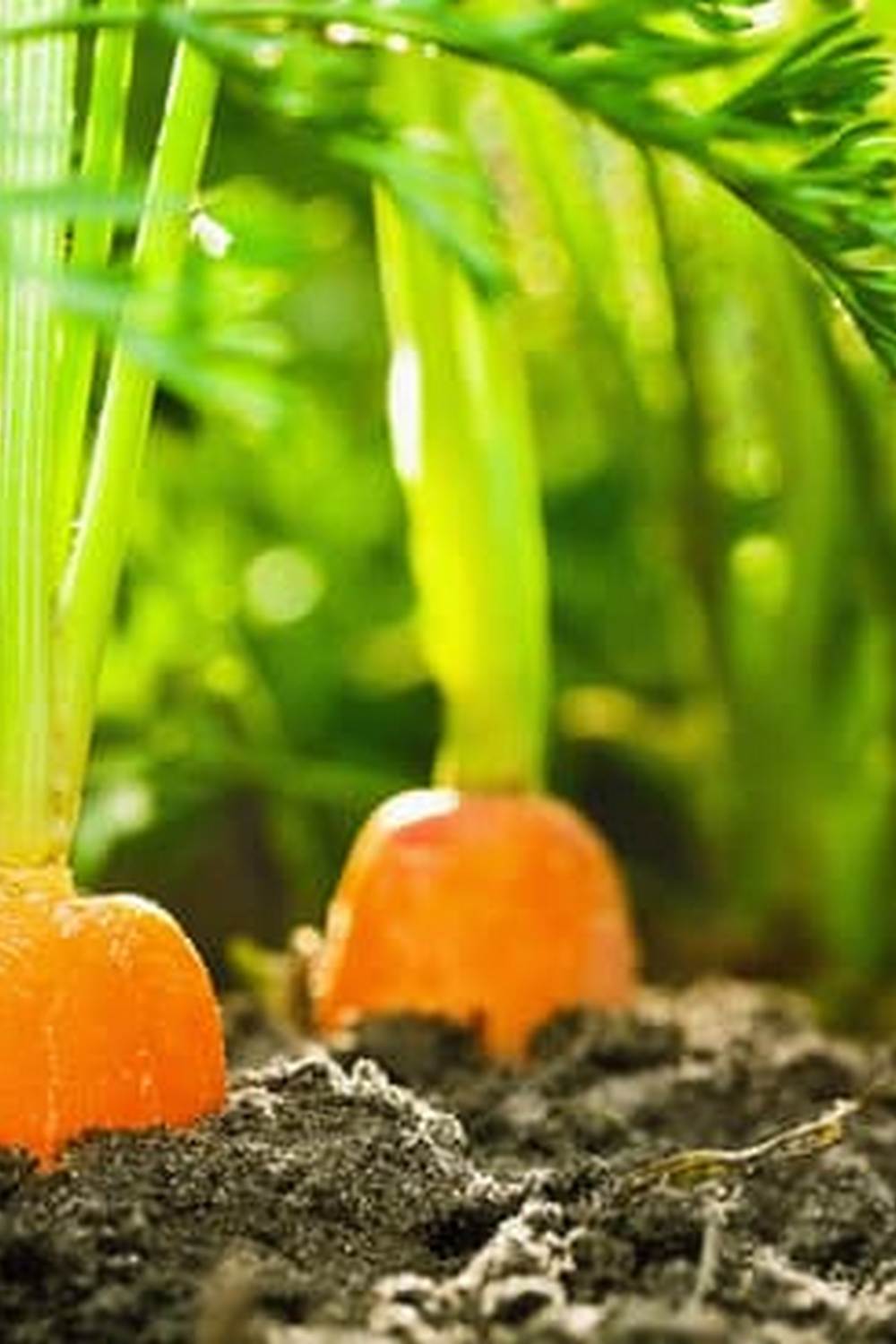 Explore creative vegetable gardening ideas for backyard spaces to enhance your homegrown produce