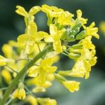 Expert custom vegetable gardening services for your home - CUSTOM VEGETABLE GARDENING BUSINESS