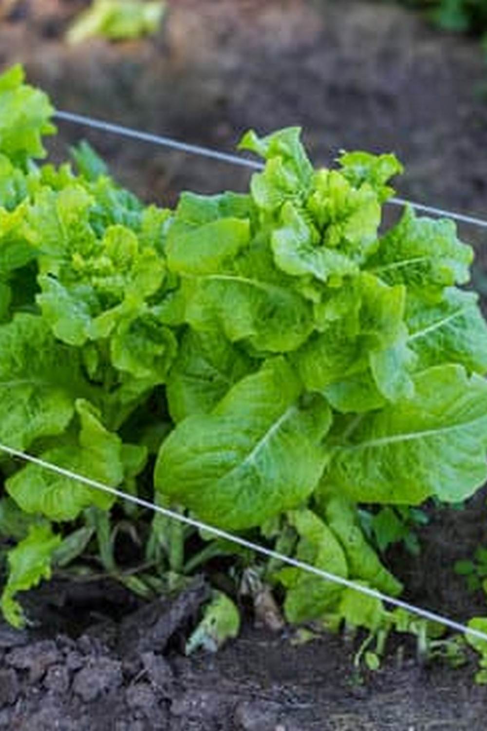 Experience the numerous benefits of school vegetable gardens firsthand, from educational to nutritional advantages