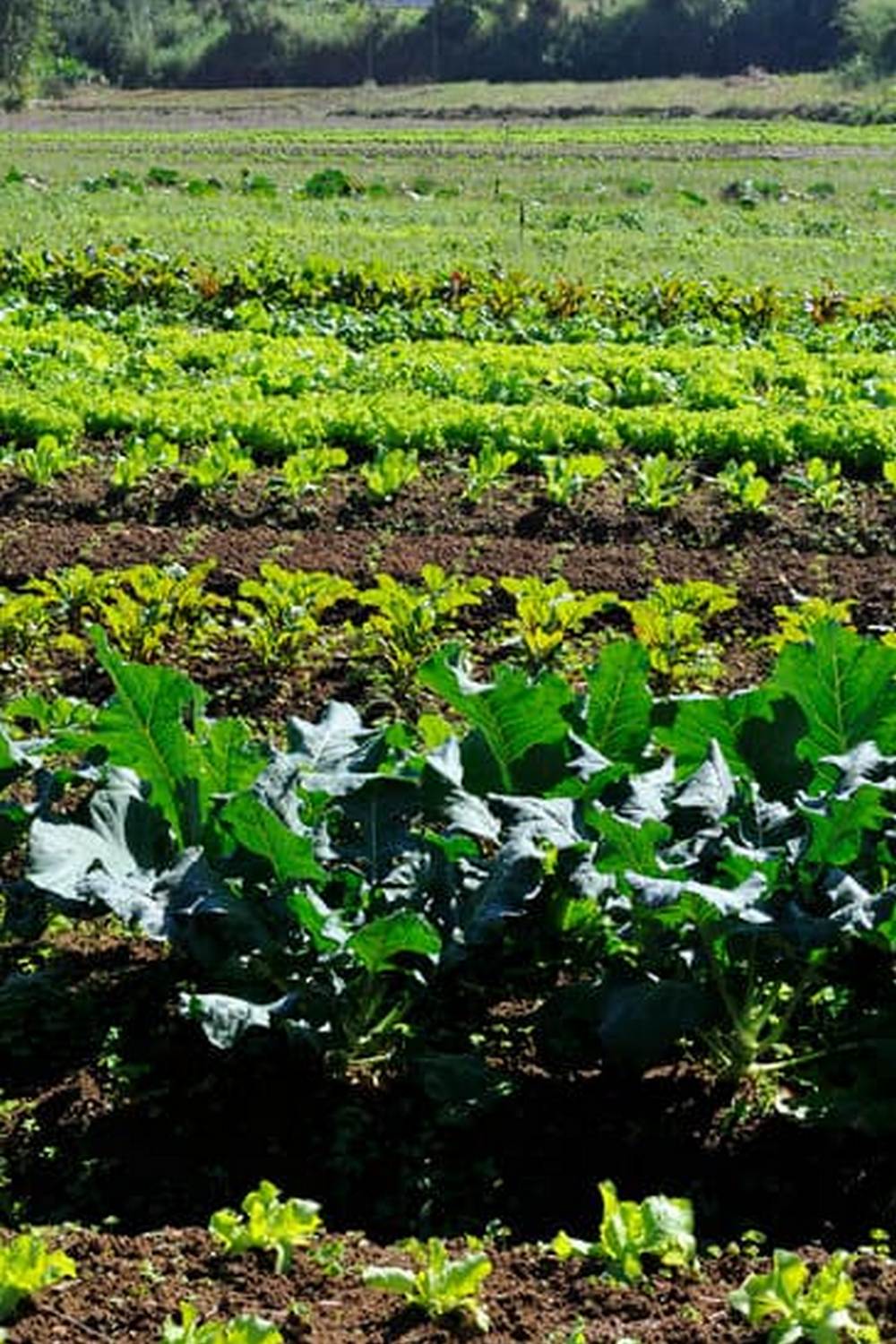 Grow vegetables in old tires for eco-friendly vegetable gardening