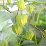 The Year Round Vegetable Gardener Target Harvest fresh produce all year with strategic planting and maintenance