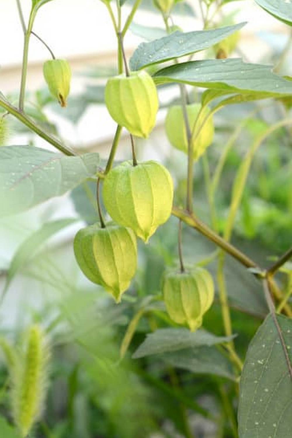 The Year Round Vegetable Gardener Target 1 Harvest fresh produce all year with strategic planting and maintenance