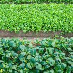 tips, tricks, and advice for success