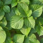 Natural Pesticide for Vegetable Gardens effective natural pesticide for vegetable gardens