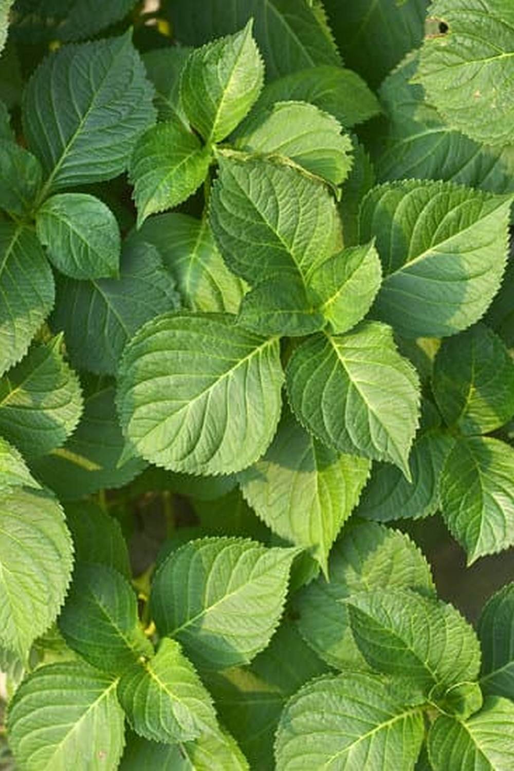 effective natural pesticide for vegetable gardens