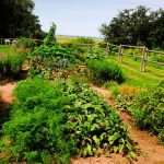 Boost your harvest with these Indian vegetable gardening tips for a vibrant and diverse garden