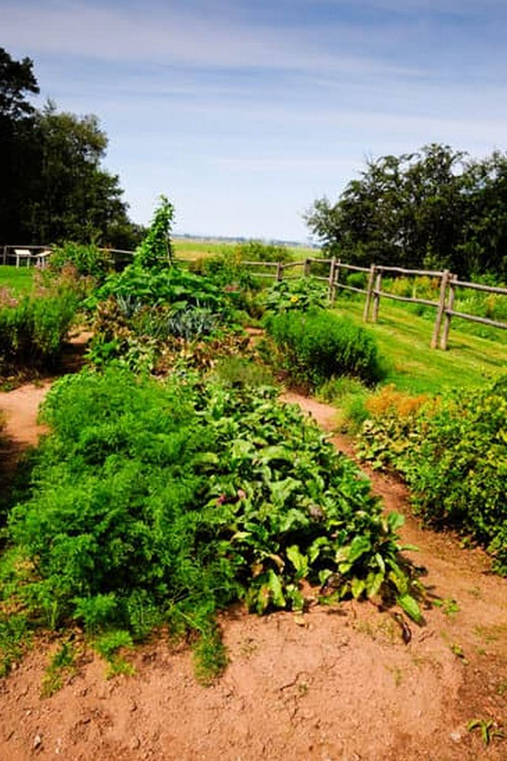 Boost your harvest with these Indian vegetable gardening tips for a vibrant and diverse garden