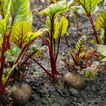 Nutgrass Control in Vegetable Gardens mulching, hand weeding, and pre-emergent herbicides