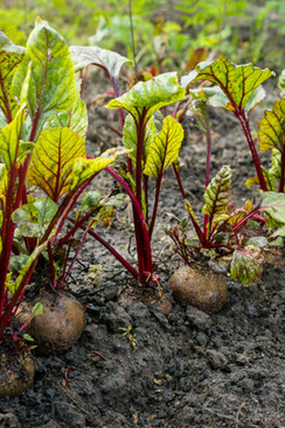 Nutgrass Control in Vegetable Gardens 1 mulching, hand weeding, and pre-emergent herbicides