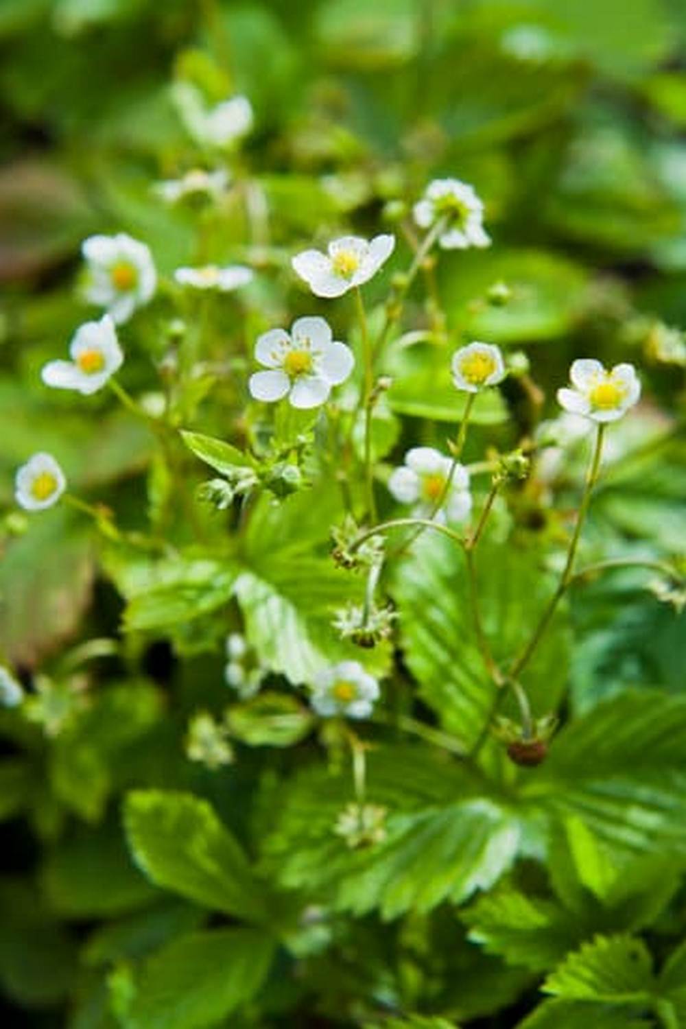 Thriving Zone 11 Vegetable Garden