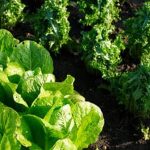 Usda Register Vegetable Gardens promoting sustainable farming practices for a greener future