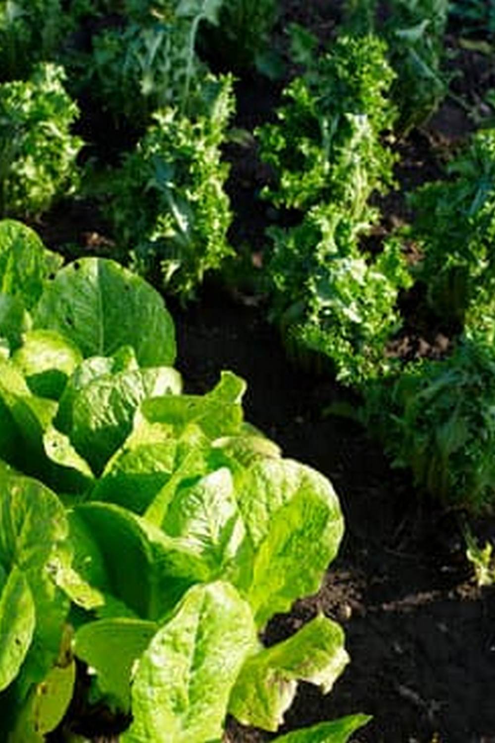 promoting sustainable farming practices for a greener future