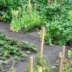 Explore budget-friendly gardening tips with Gardening by the Yard Vegetable Garden TV