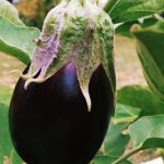 Explore free cartoon pictures of vegetable gardens for inspiration and ideas. Enjoy