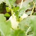 Organic Container Gardening Vegetables in India