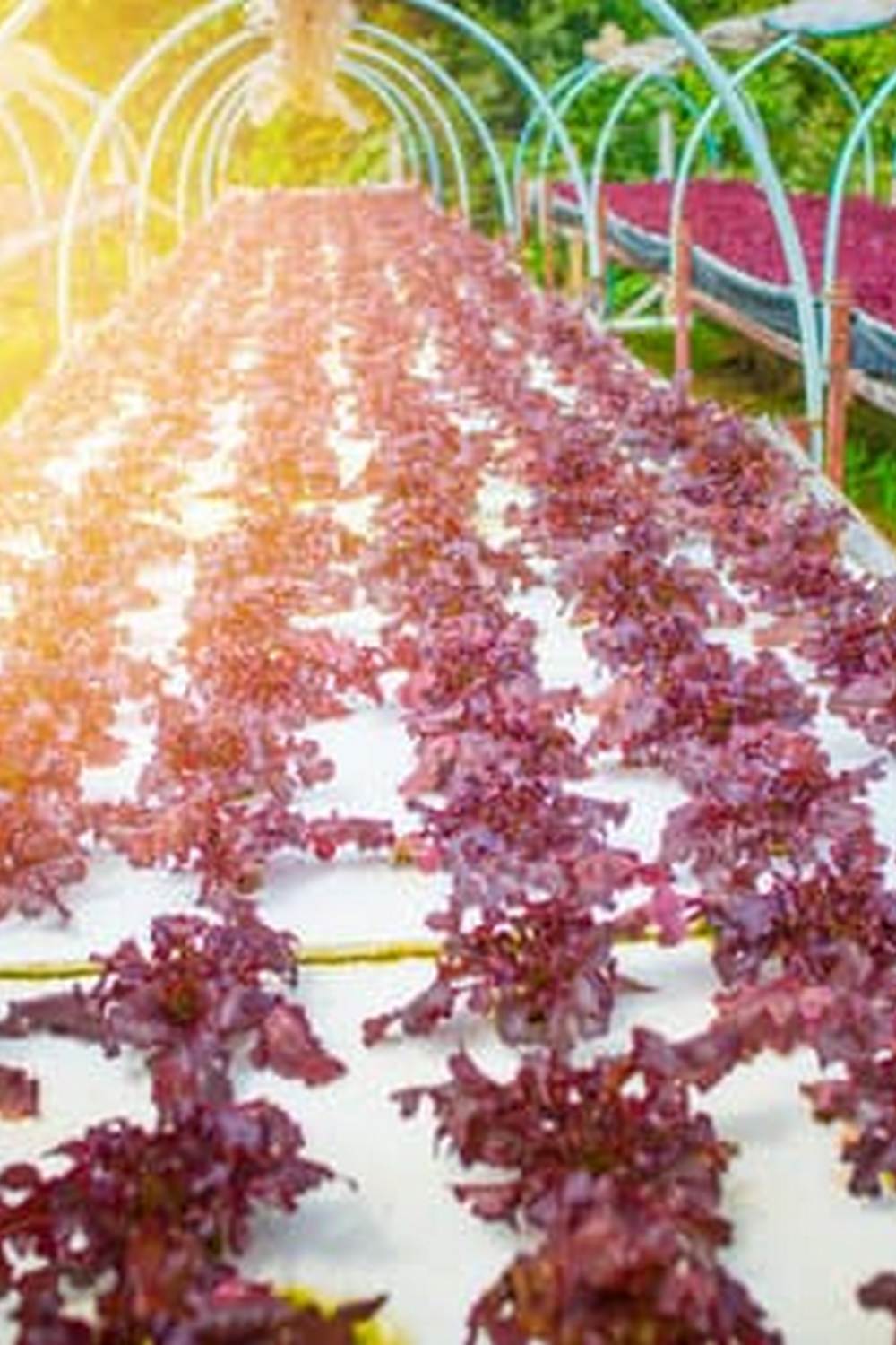 Download the 'Organic Vegetable Gardening for Dummies PDF' for helpful tips and advice