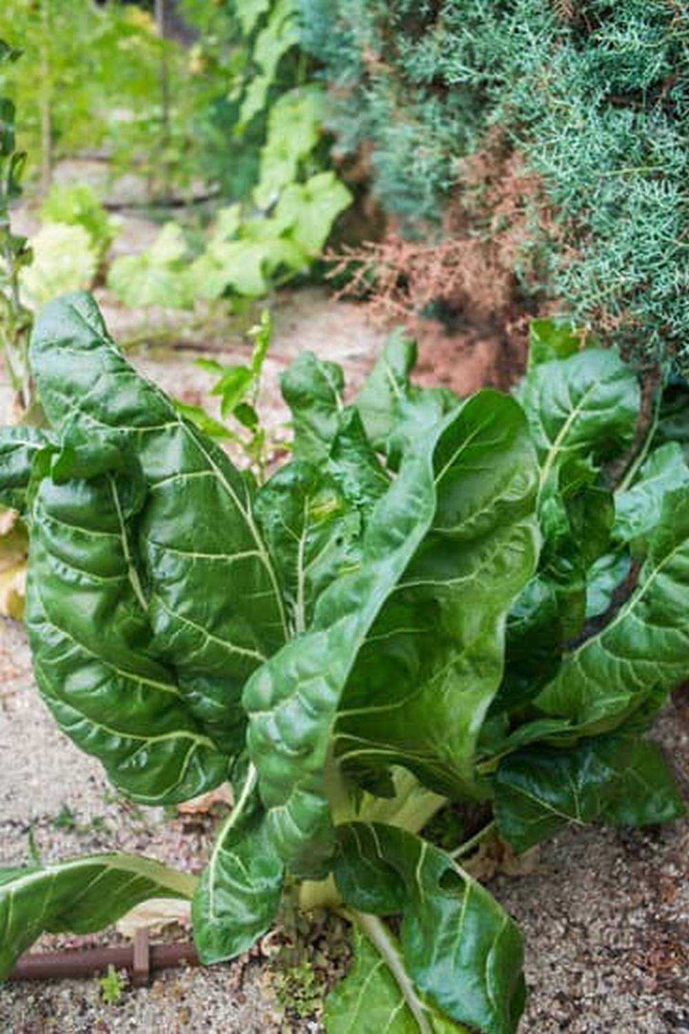 Vibrant vegetable garden paintings capturing nature's beauty in various seasons