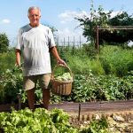 Safe choice for veggies. Brown mulch benefits vegetable gardens with organic nutrients. Consider using it