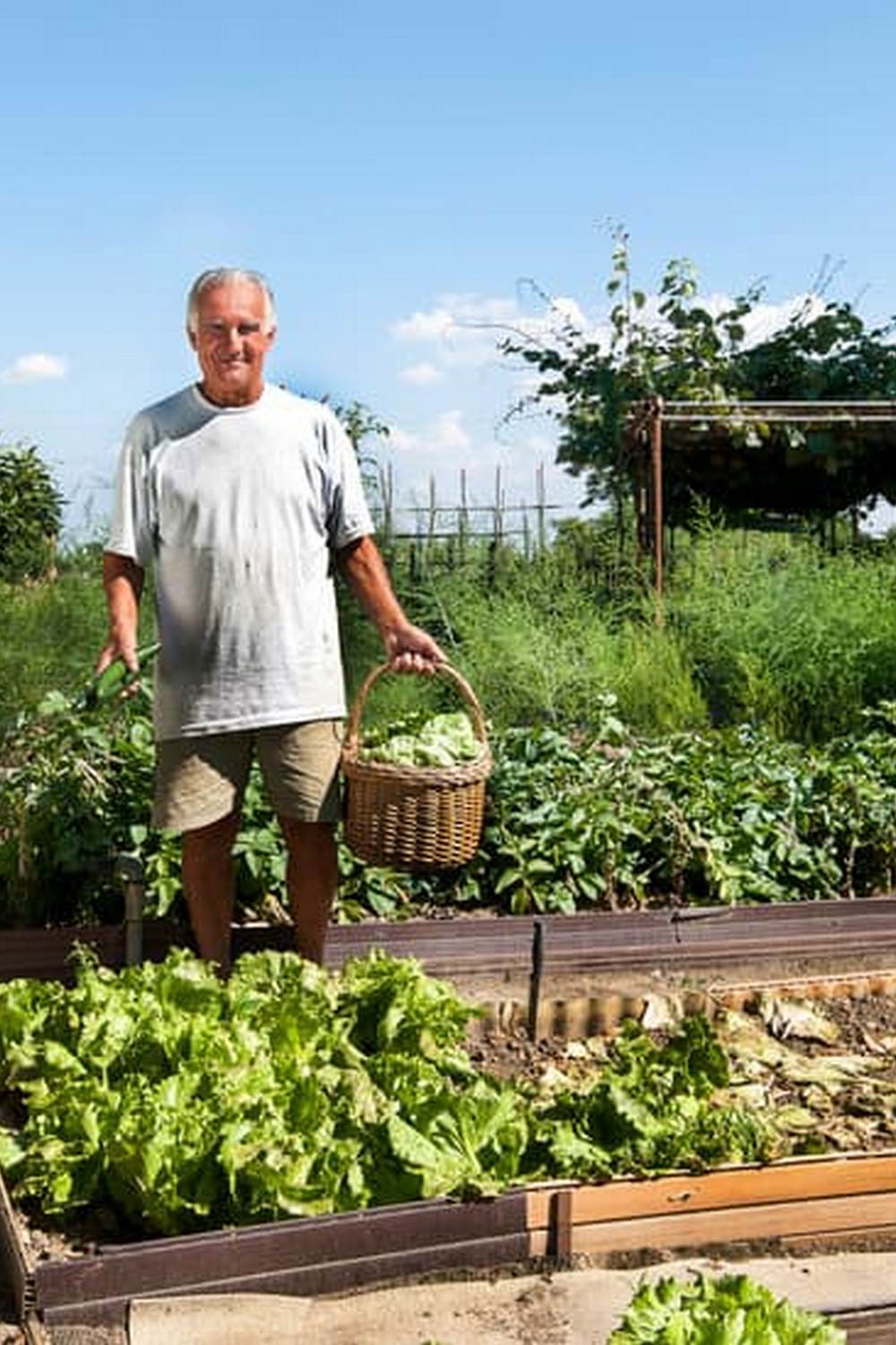 Safe choice for veggies. Brown mulch benefits vegetable gardens with organic nutrients. Consider using it