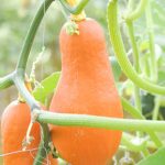 Avoid planting toxic leaves like castor bean