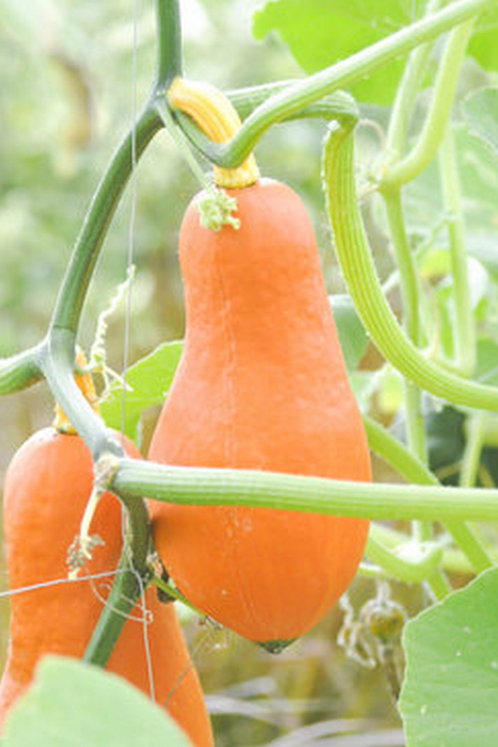 Avoid planting toxic leaves like castor bean