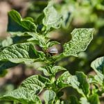 Sevin granules offer effective protection against pests in your garden