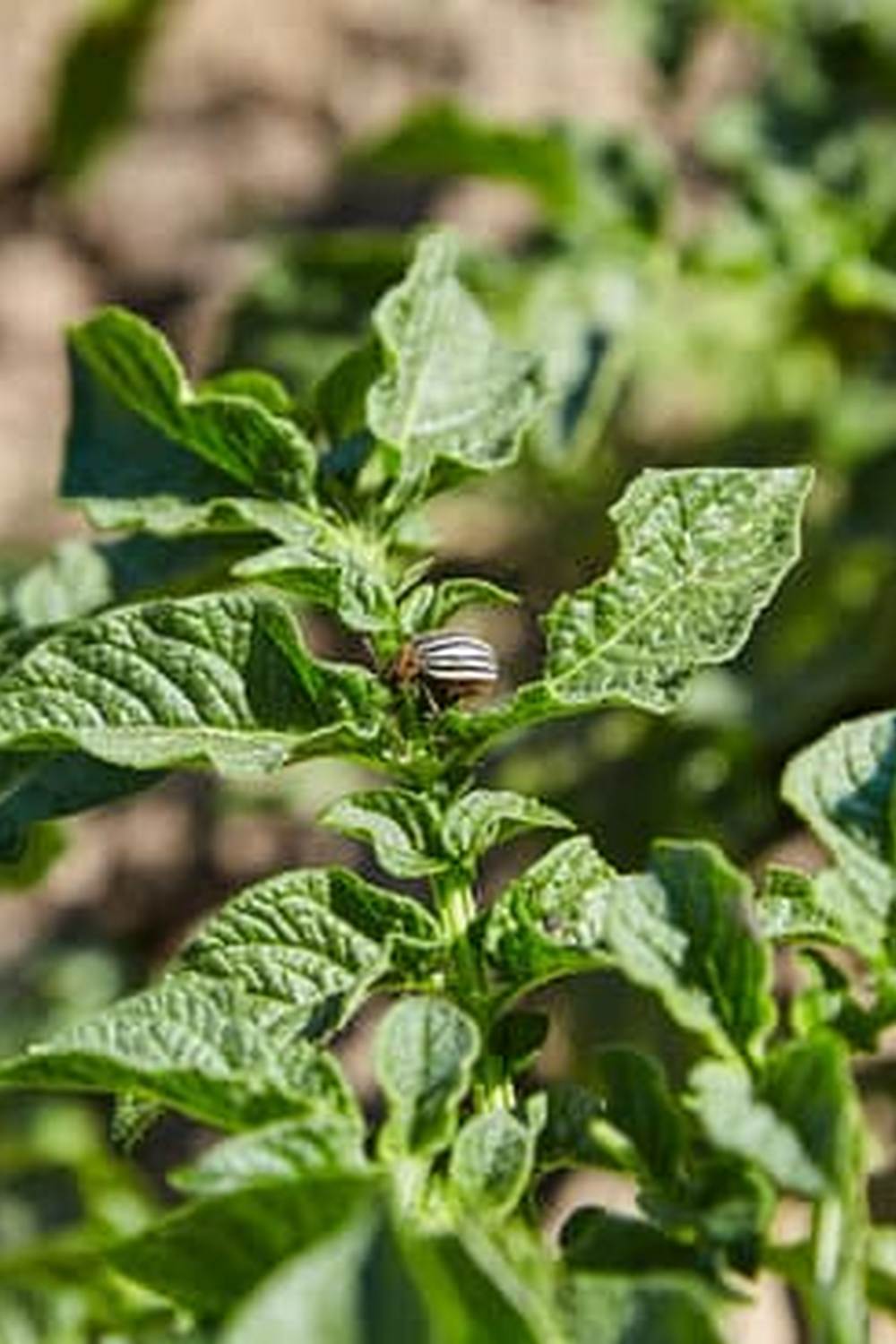 Sevin granules offer effective protection against pests in your garden