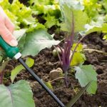 The Vegetable Gardener's Bible 2nd Edition Used - Comprehensive guide for gardening enthusiasts