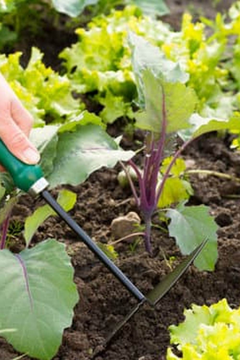 The Vegetable Gardener's Bible 2nd Edition Used - Comprehensive guide for gardening enthusiasts