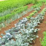 Insightful gardening tips and techniques for beginners