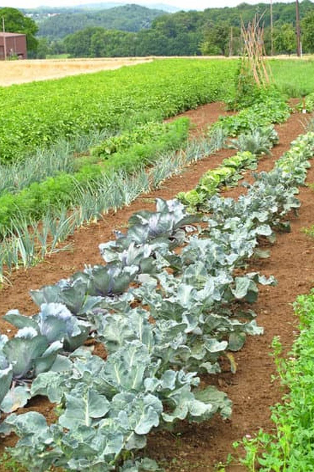 Insightful gardening tips and techniques for beginners