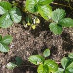 Best Containers for Container Vegetable Gardening - grow your veggies in these versatile pots