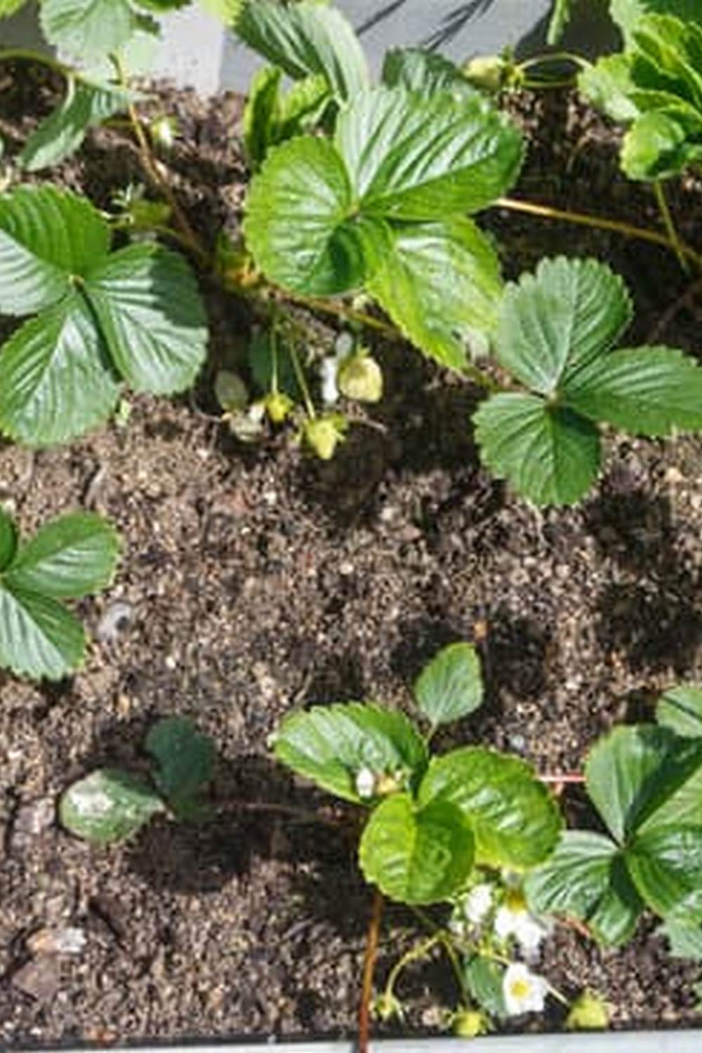 Best Containers for Container Vegetable Gardening 1 Best Containers for Container Vegetable Gardening - grow your veggies in these versatile pots