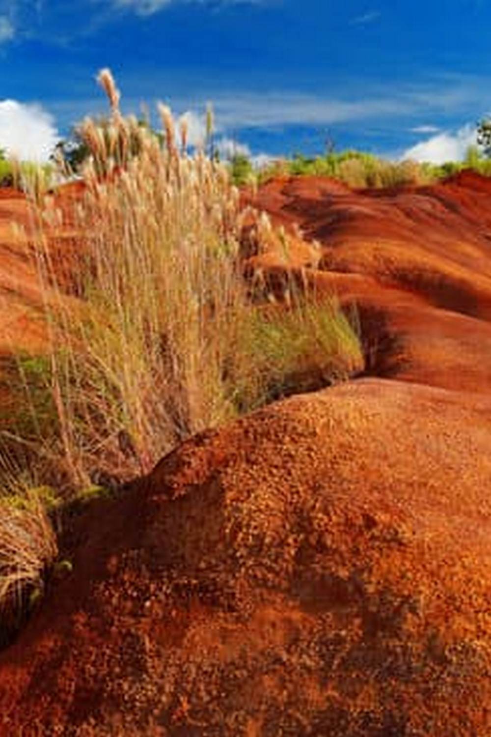 Explore innovative vegetable container gardening ideas for small spaces and urban environments