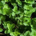 Organic raised garden beds for growing fresh vegetables at home