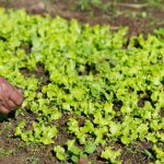 Construct a row cover for vegetable gardens to protect crops from pests and harsh weather
