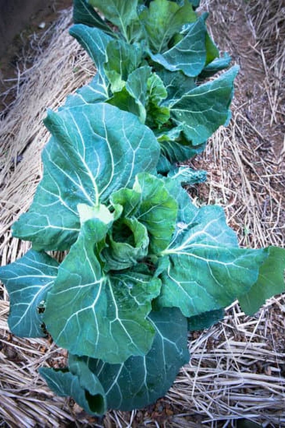 Comprehensive guide to Canadian vegetable gardening, featuring tips and techniques for successful cultivation