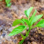 Lush vegetable garden in compact containers