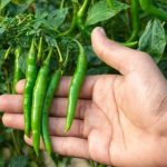 Best winter crops for your garden to thrive in the cold weather