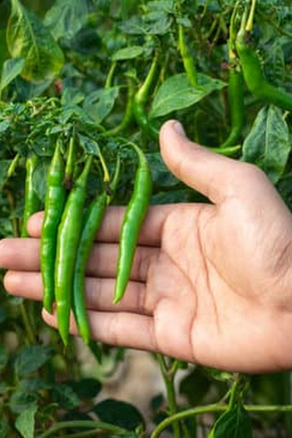 Best winter crops for your garden to thrive in the cold weather