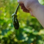 Lush vegetable garden images showcasing various crops growing organically