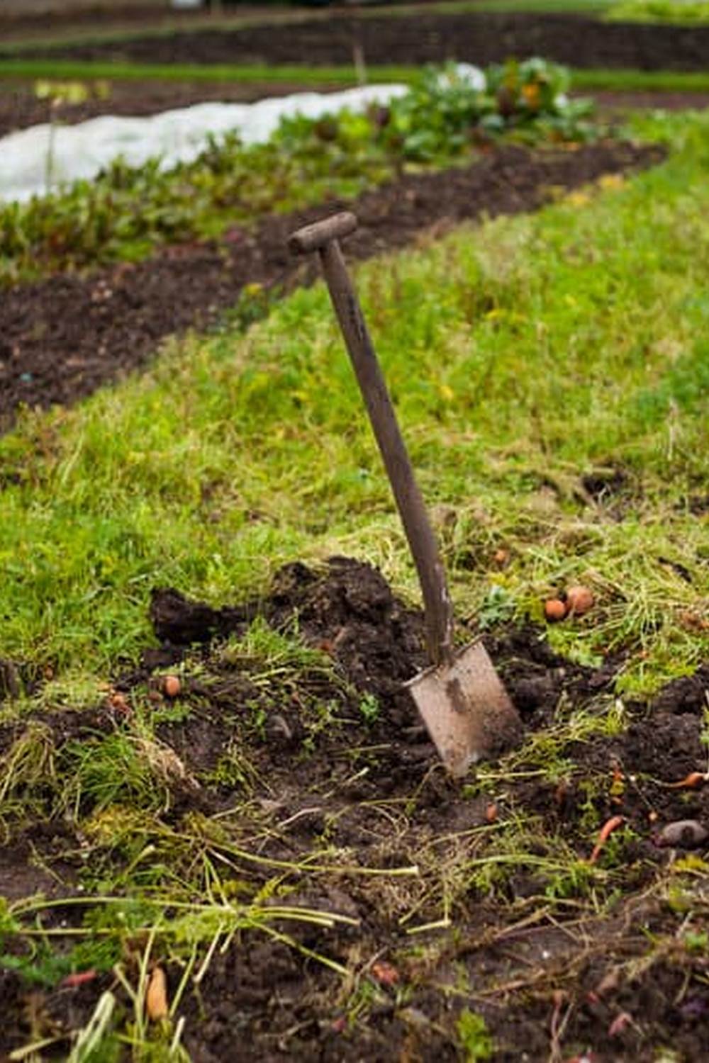 Discover top vegetable gardening books at the library for beginners and experts