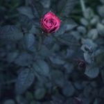 What Are the Advantages of Composting in Vegetable Gardening - Benefits of composting in vegetable gardening include soil enrichment, nutrient retention, and natural fertilization