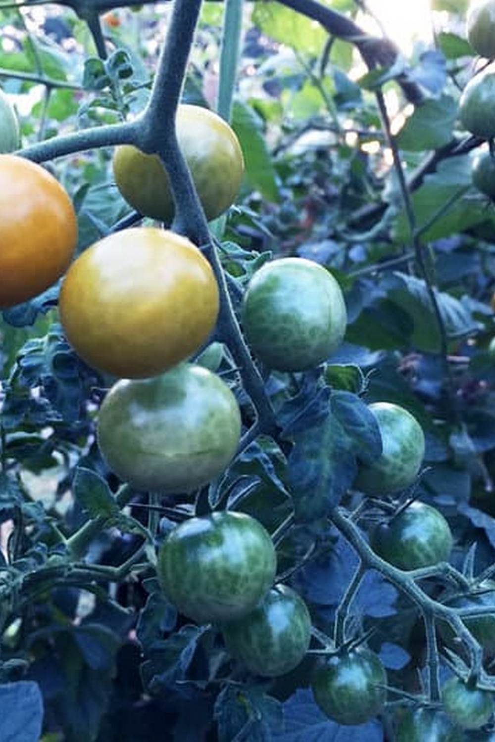 Consider using landscape fabric for vegetable gardens to suppress weeds and retain moisture