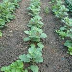 Explore drip irrigation for efficient watering in vegetable gardens. Save water with drip irrigation options